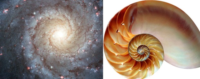 Comparativa entre una galaxia espiral y un caracol. El parecido siguiendo el patrón de Fibonacci ha sido explicado de muchas maneras y los parecidos no pueden deberse al azar.