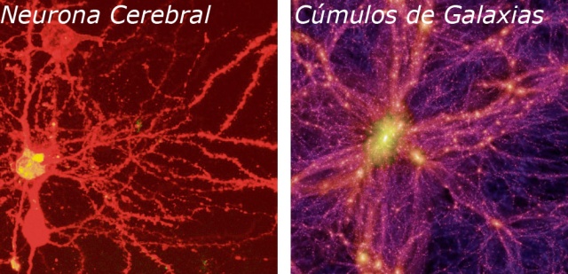 Una neurona y una galaxia. ¿ Vivimos en un universo fractal de gran orden y negéntropía?
